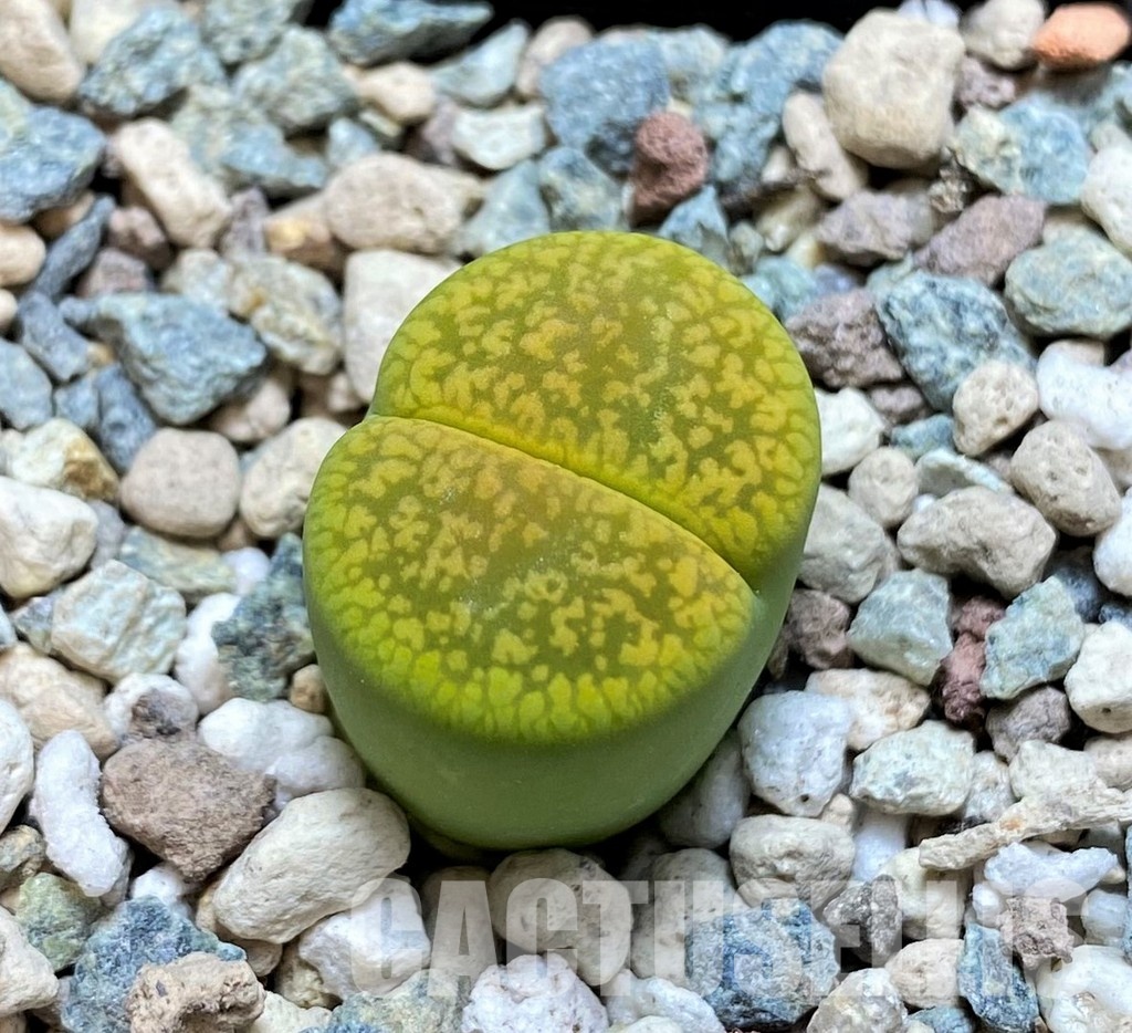 SH30246 Lithops aucampiae 'Jackson's Jade'