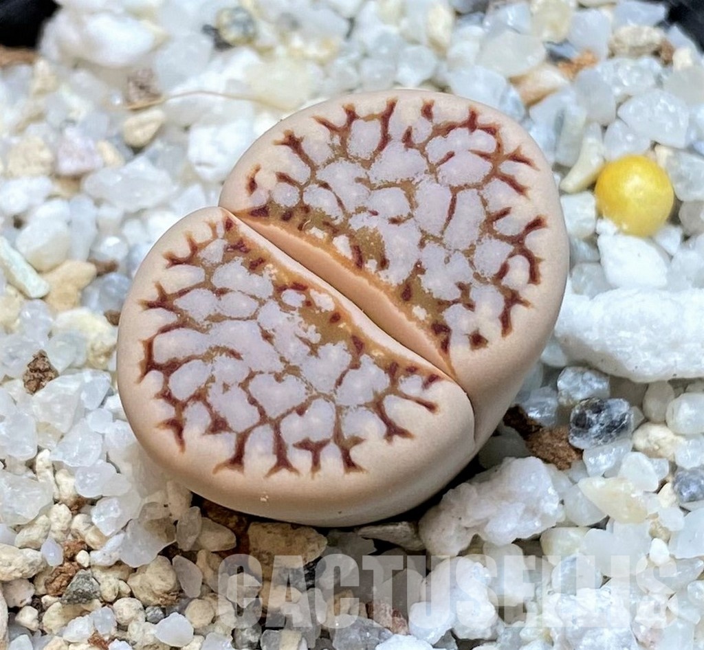 SH30248 Lithops julii C064