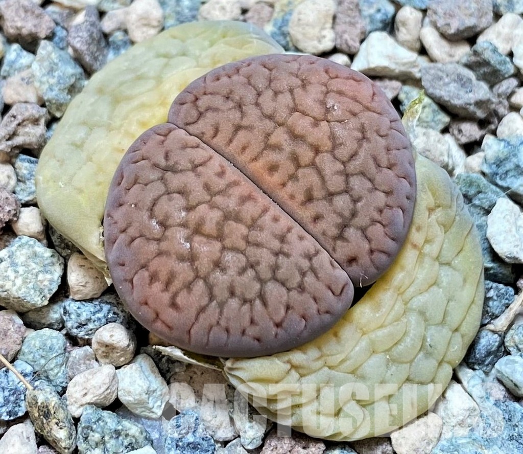 SH30252 Lithops hookeri v. dabneri C301