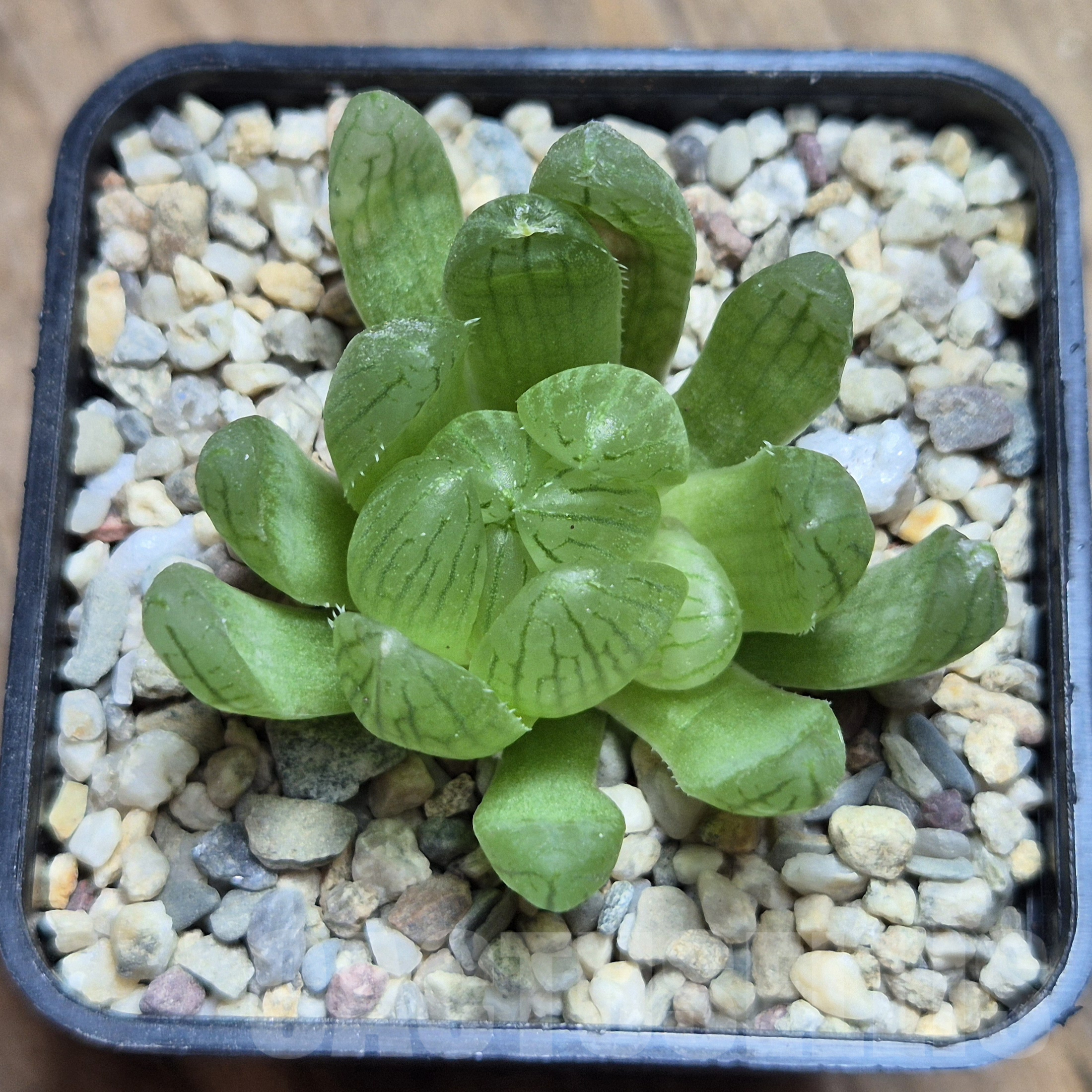 VVG41371 Haworthia cymbiformis var. transiens - Image 2