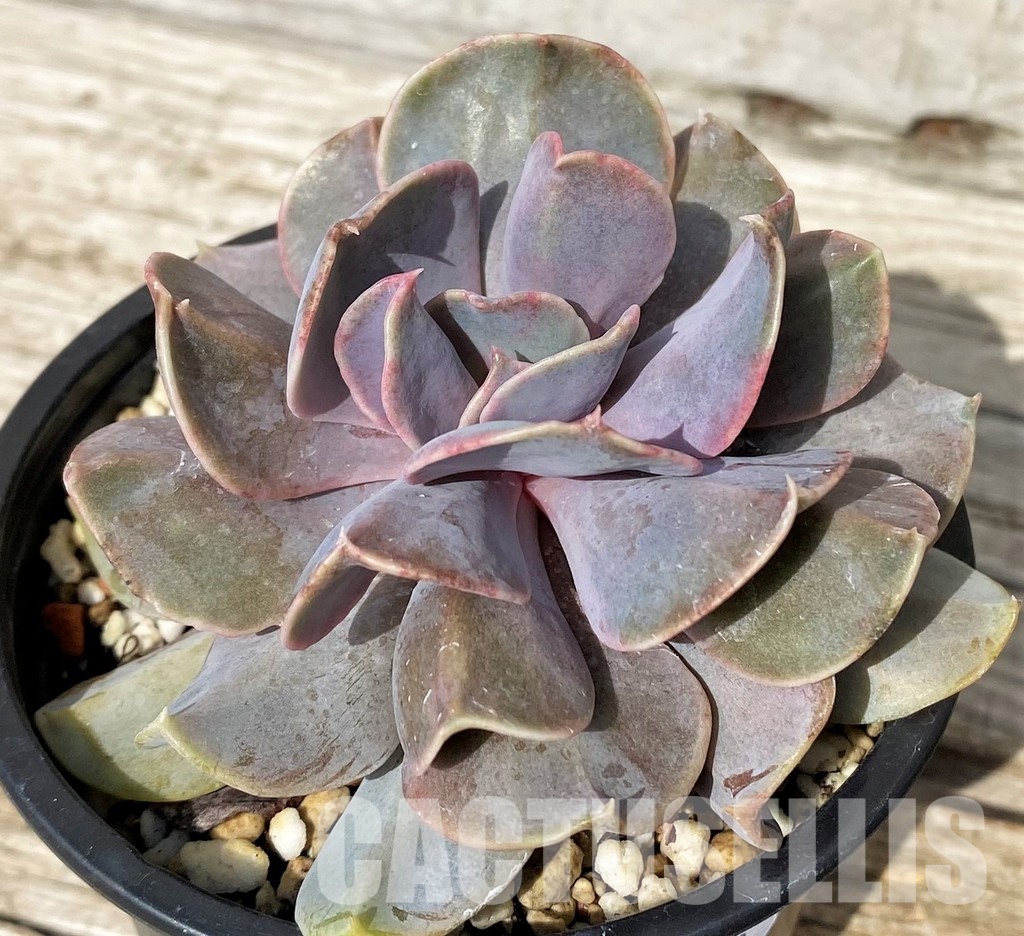 SH30513 Echeveria 'Serena' - Image 2