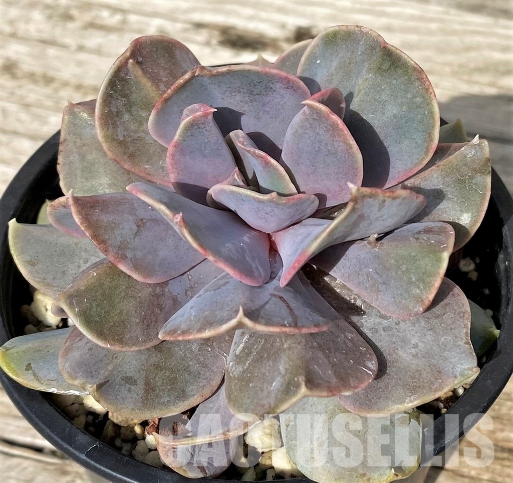 SH30513 Echeveria 'Serena'