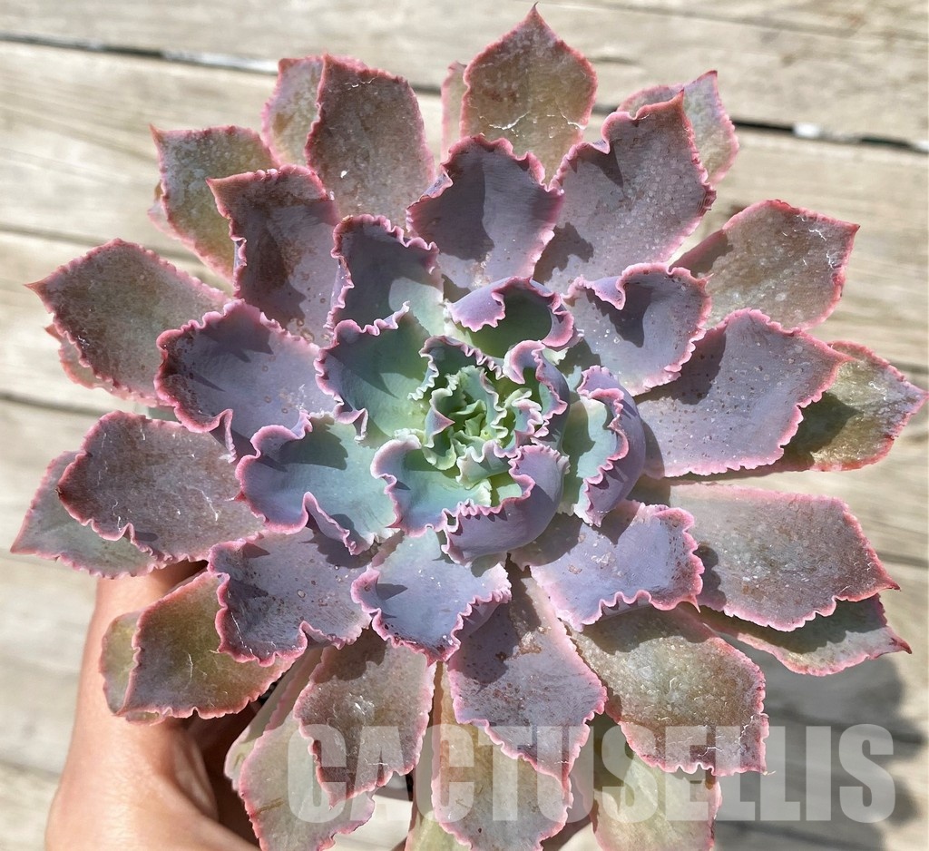 SH30517 Echeveria 'Neon Breaker'