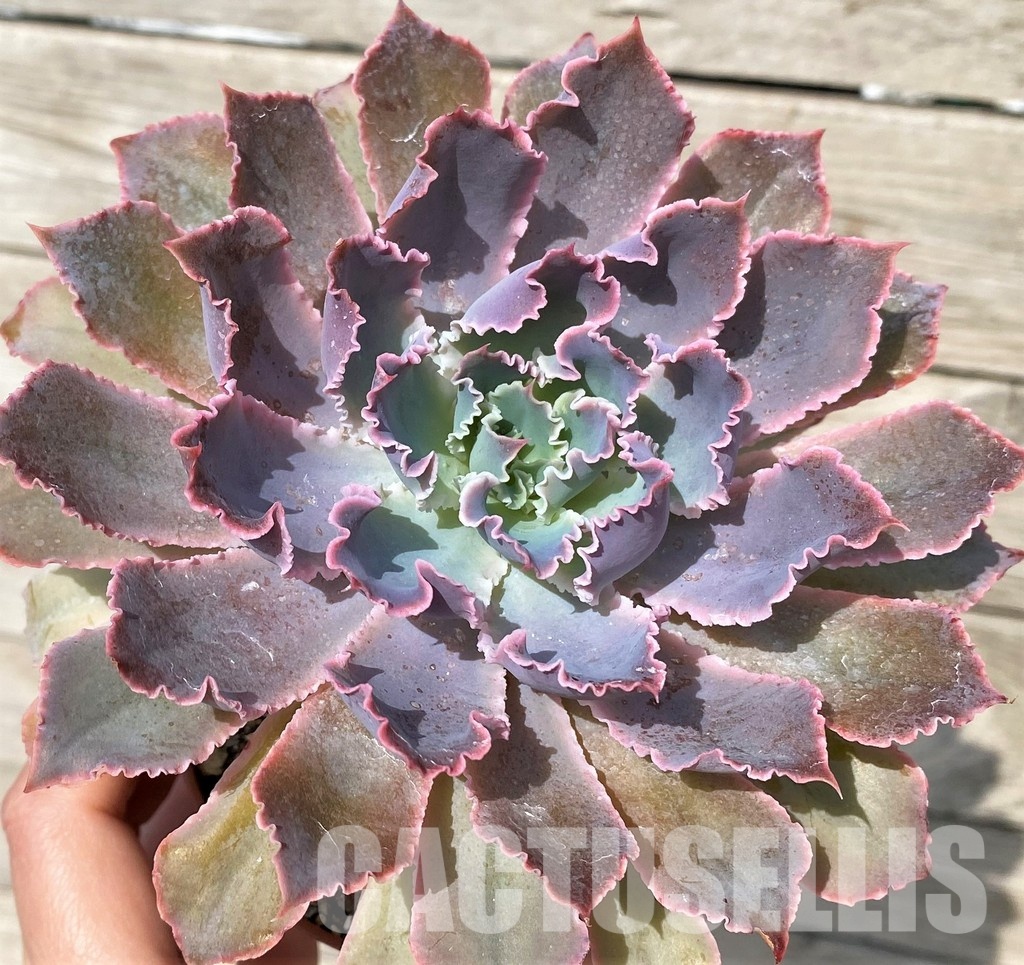 SH30517 Echeveria 'Neon Breaker' - Image 2