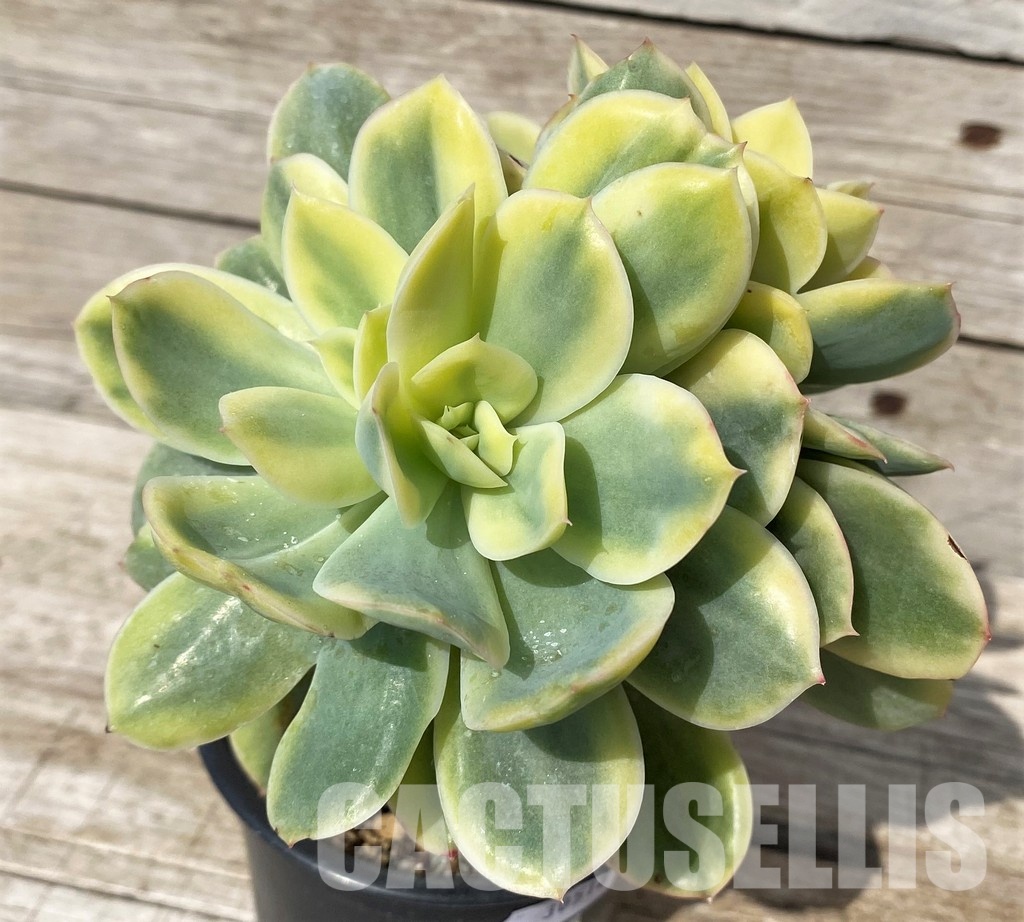 SH30518 Echeveria ‘Moon Fairy’