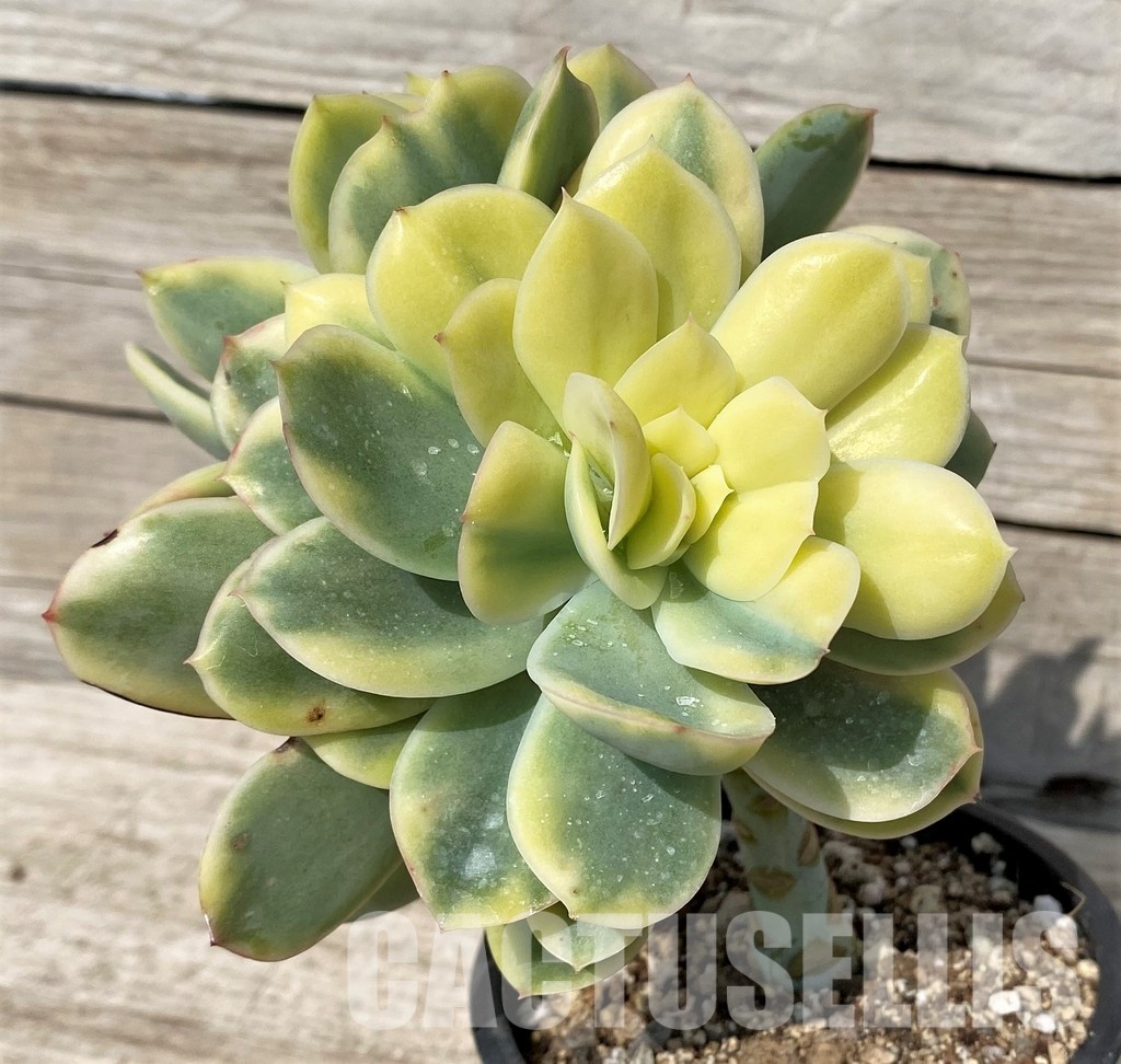 SH30518 Echeveria ‘Moon Fairy’ - Image 2