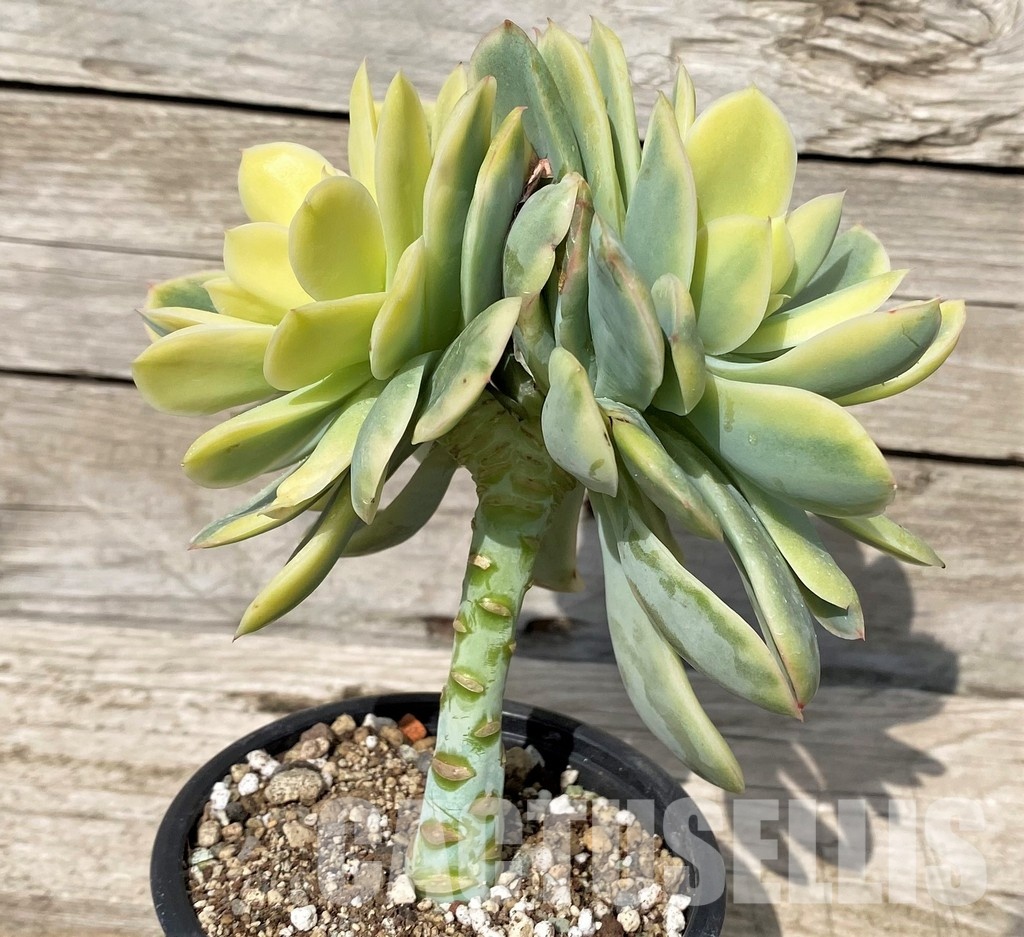 SH30518 Echeveria ‘Moon Fairy’ - Image 3