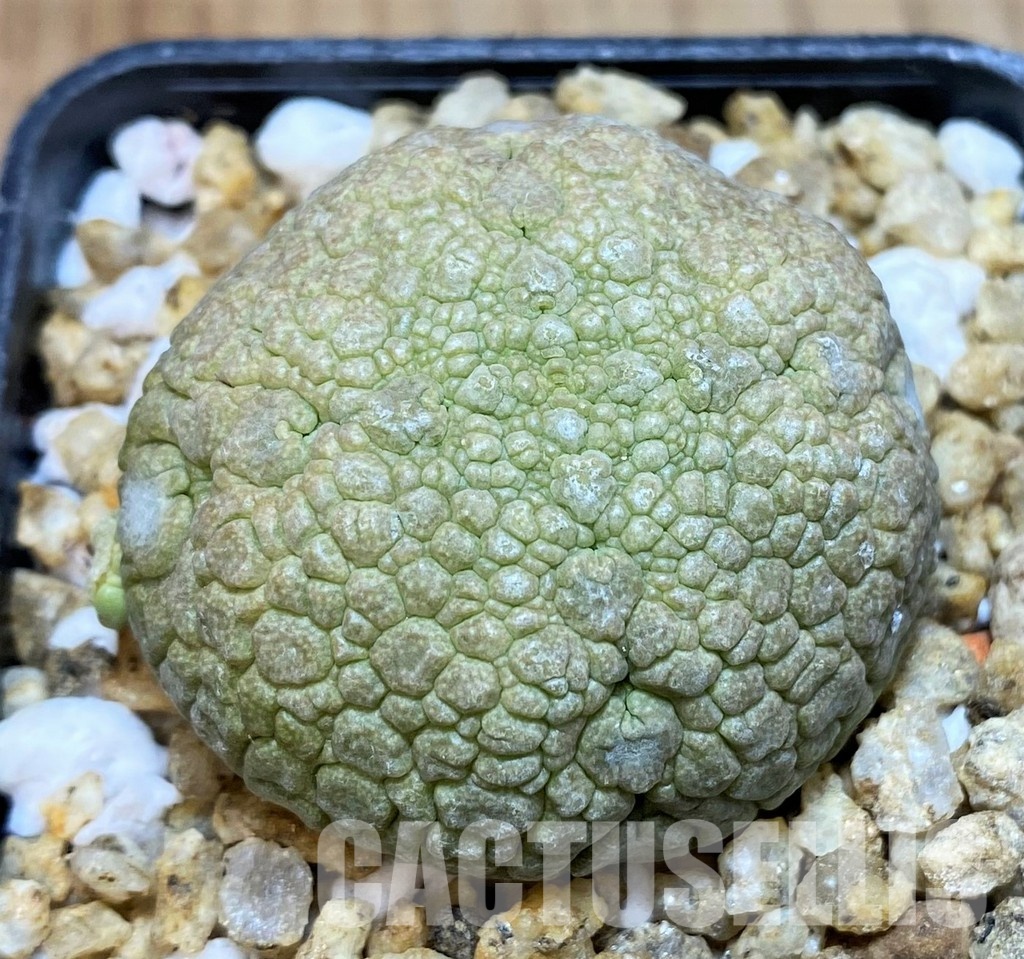 SH30520 Pseudolithos migiurtinus