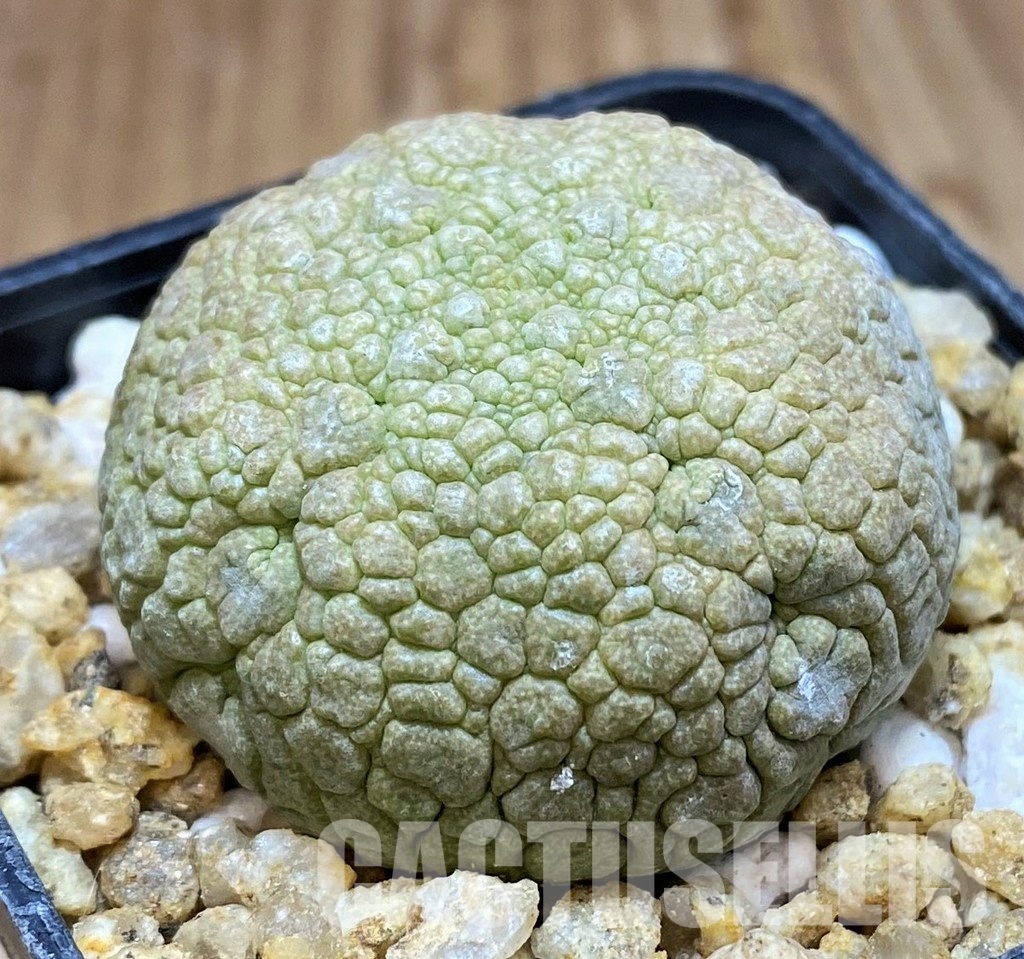 SH30520 Pseudolithos migiurtinus - Image 2