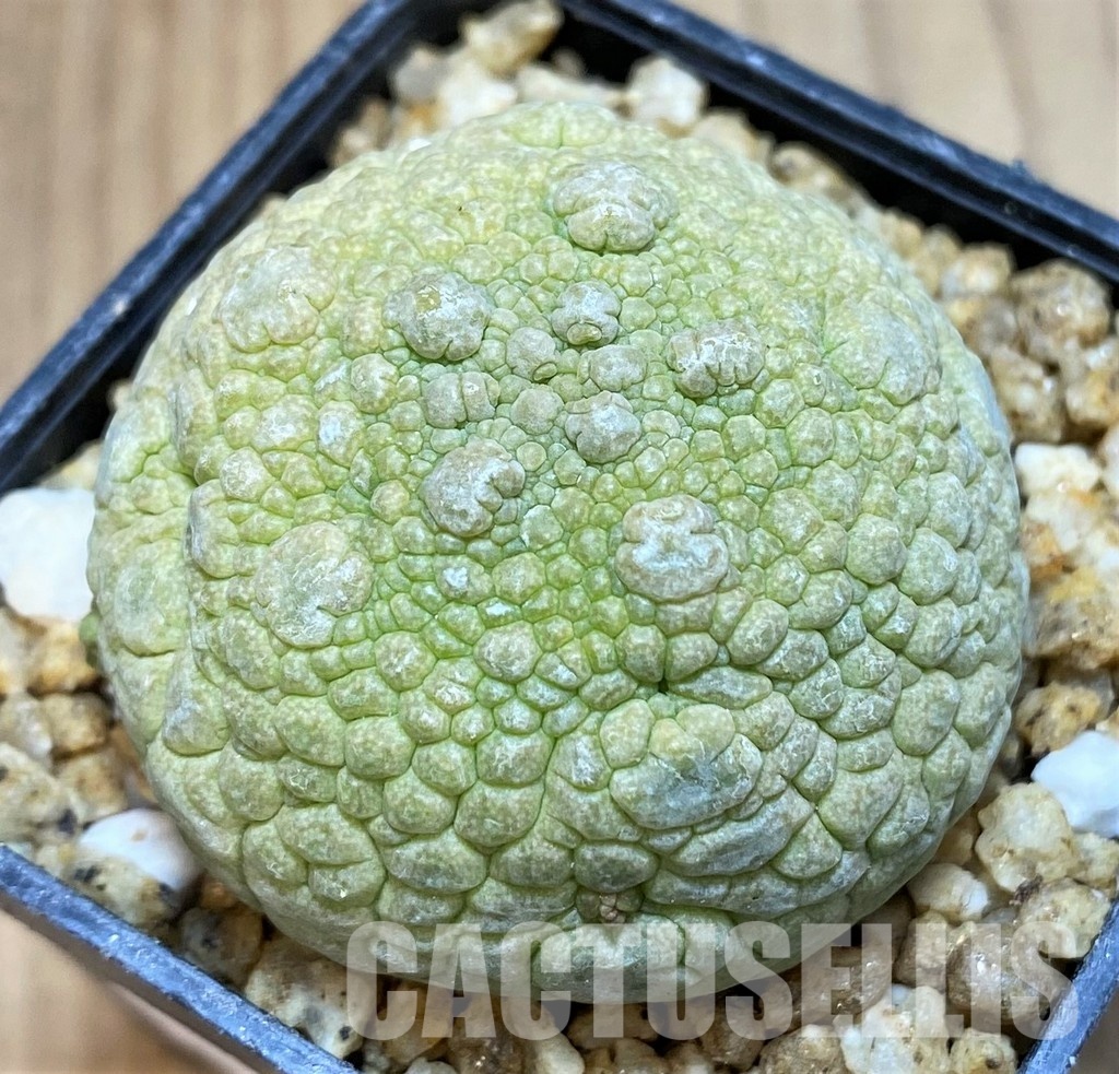 SH30521 Pseudolithos migiurtinus