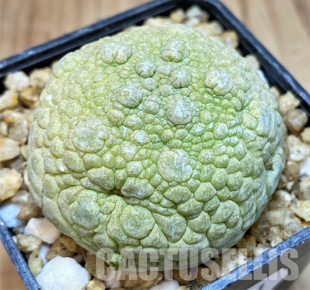 SH30521 Pseudolithos migiurtinus - Image 2