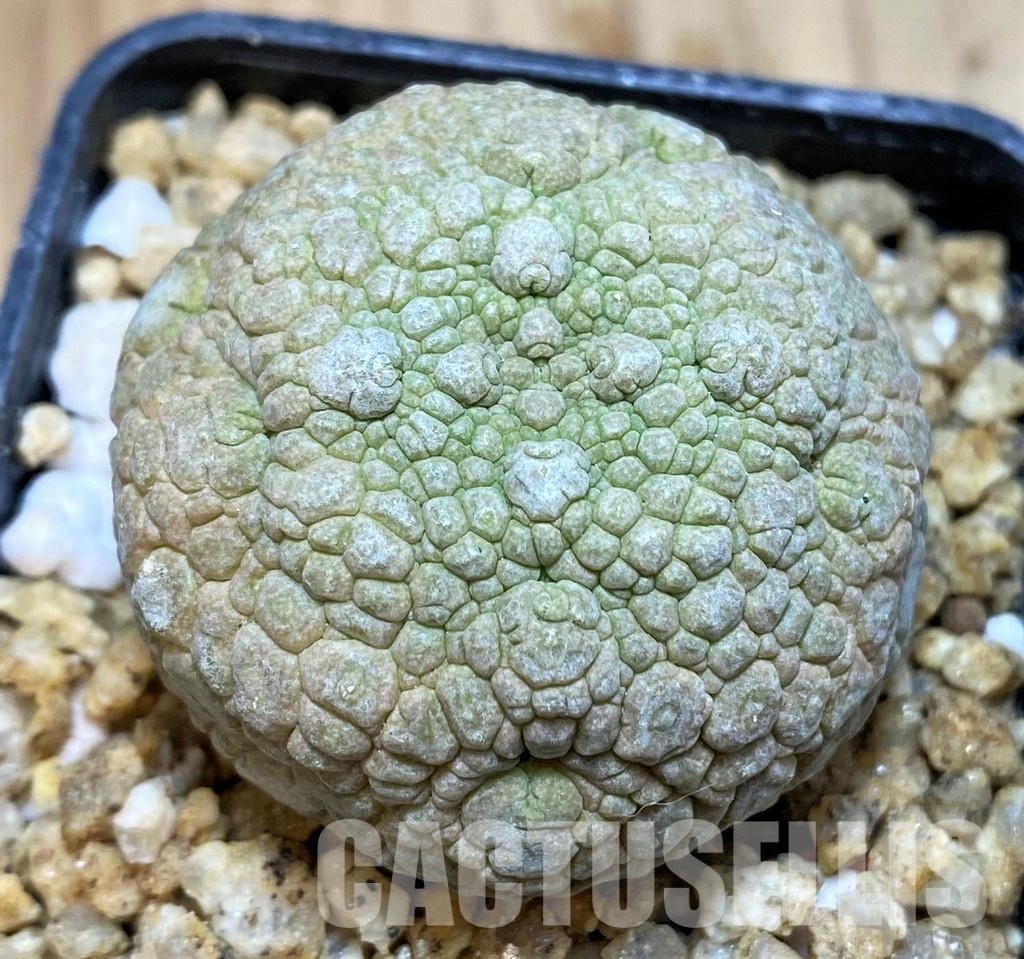 SH30522 Pseudolithos migiurtinus