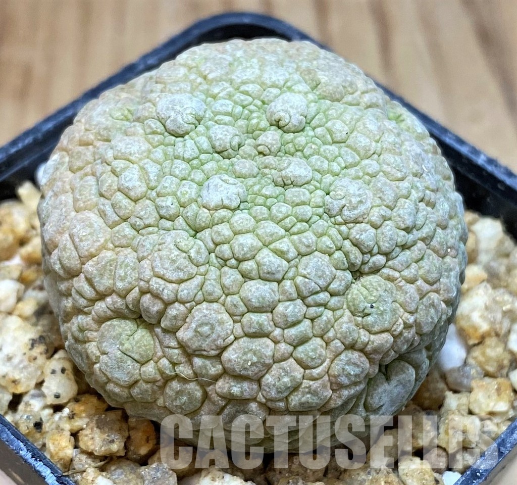 SH30522 Pseudolithos migiurtinus - Image 2