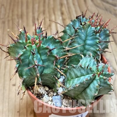 SH30533 Euphorbia horrida