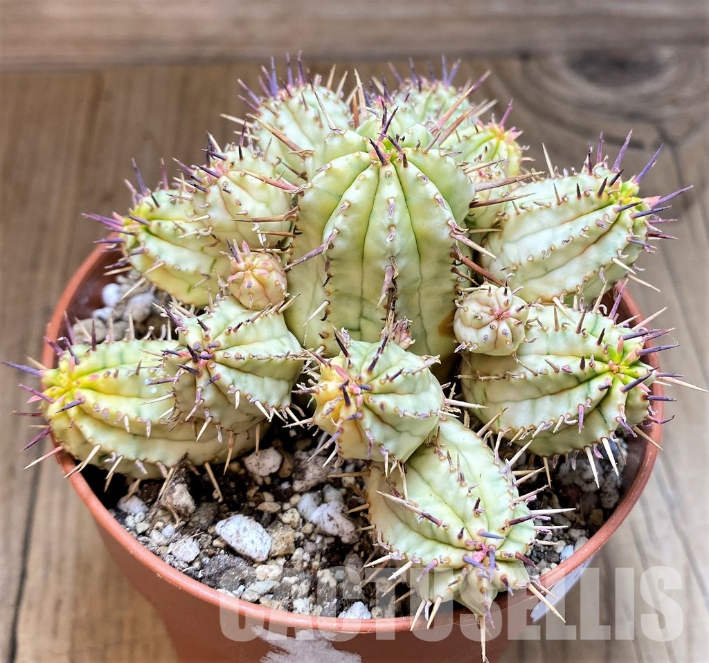 SH30536 Euphorbia aggregata f. variegata - Image 2
