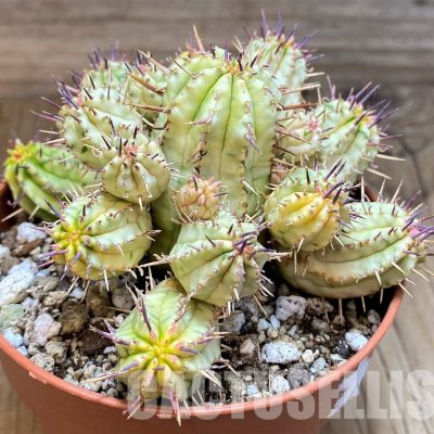 SH30536 Euphorbia aggregata f. variegata