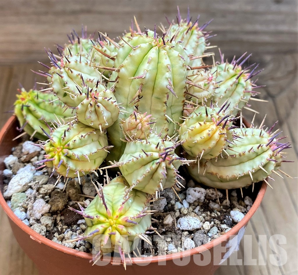 SH30536 Euphorbia aggregata f. variegata