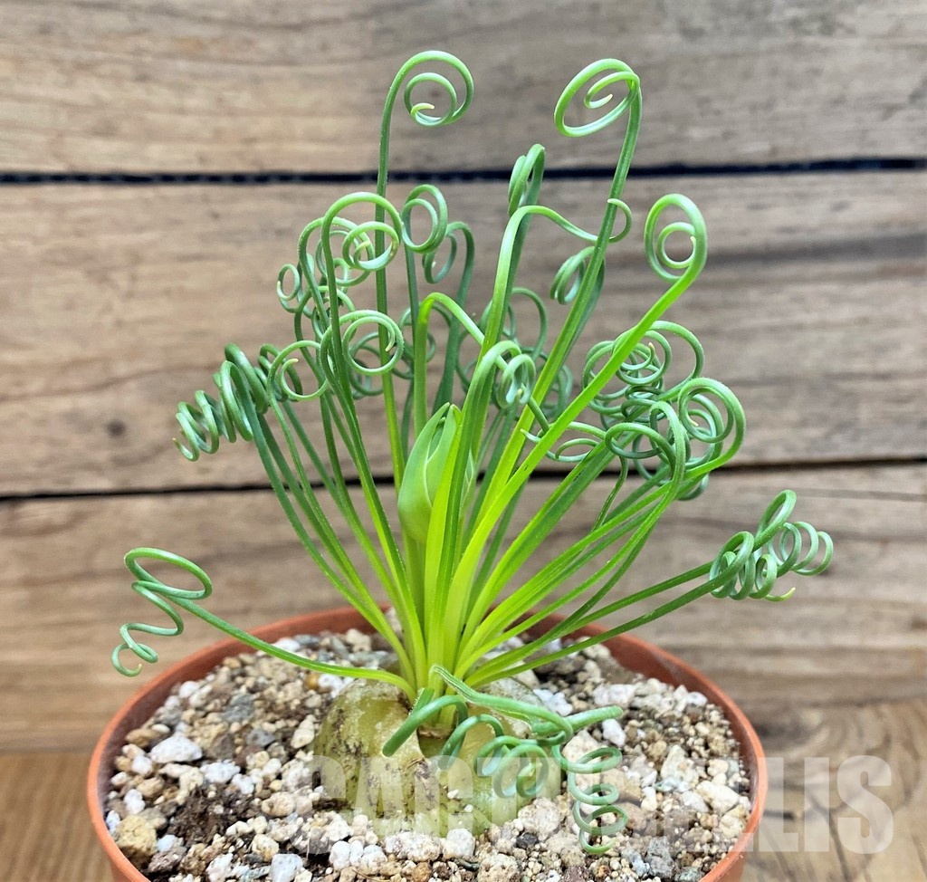 SH30536 Albuca spiralis - Image 2