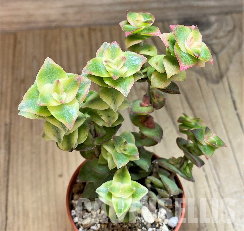 SH30475 Crassula perforata f. variegata