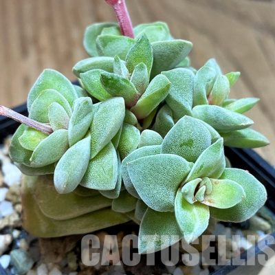 SH30481 Crassula coralita