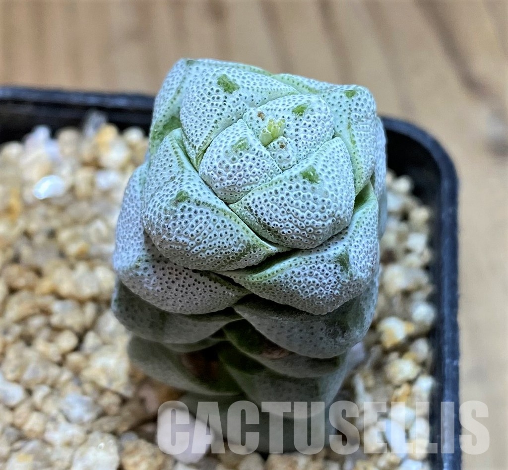 SH30483 Crassula deceptor
