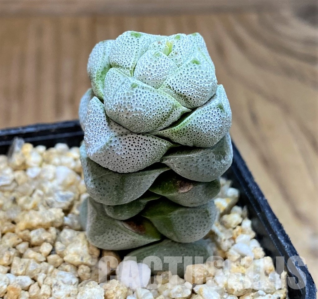 SH30483 Crassula deceptor - Image 2