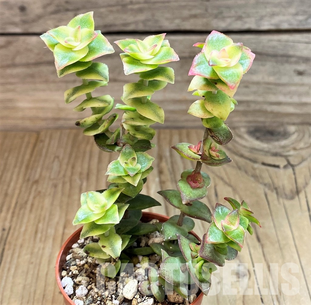 SH30475 Crassula perforata f. variegata - Image 2