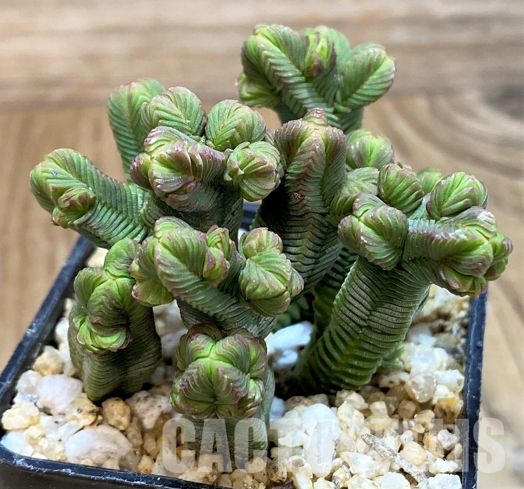 SH30485 Crassula pyramidalis - Image 2