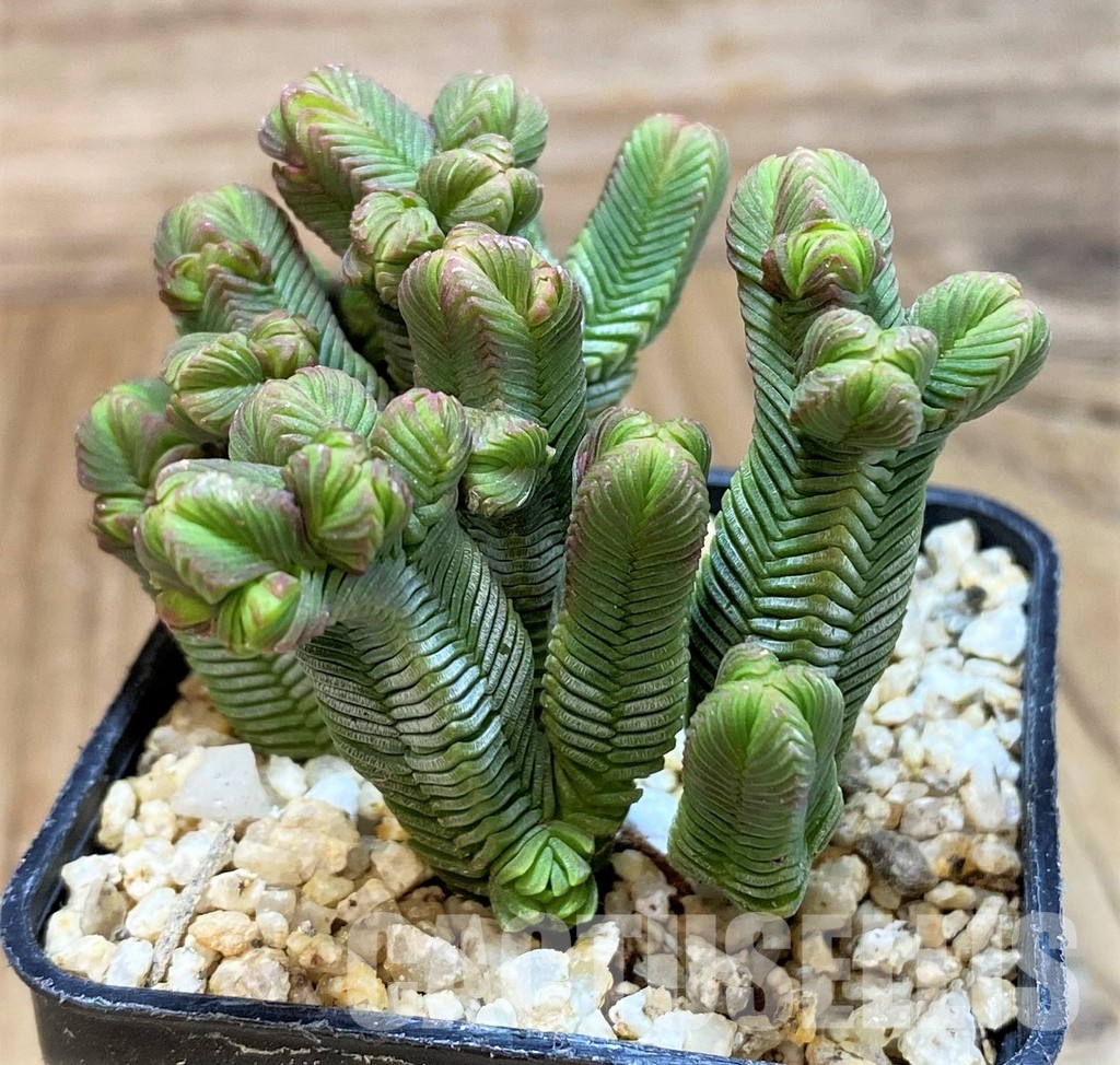 SH30485 Crassula pyramidalis