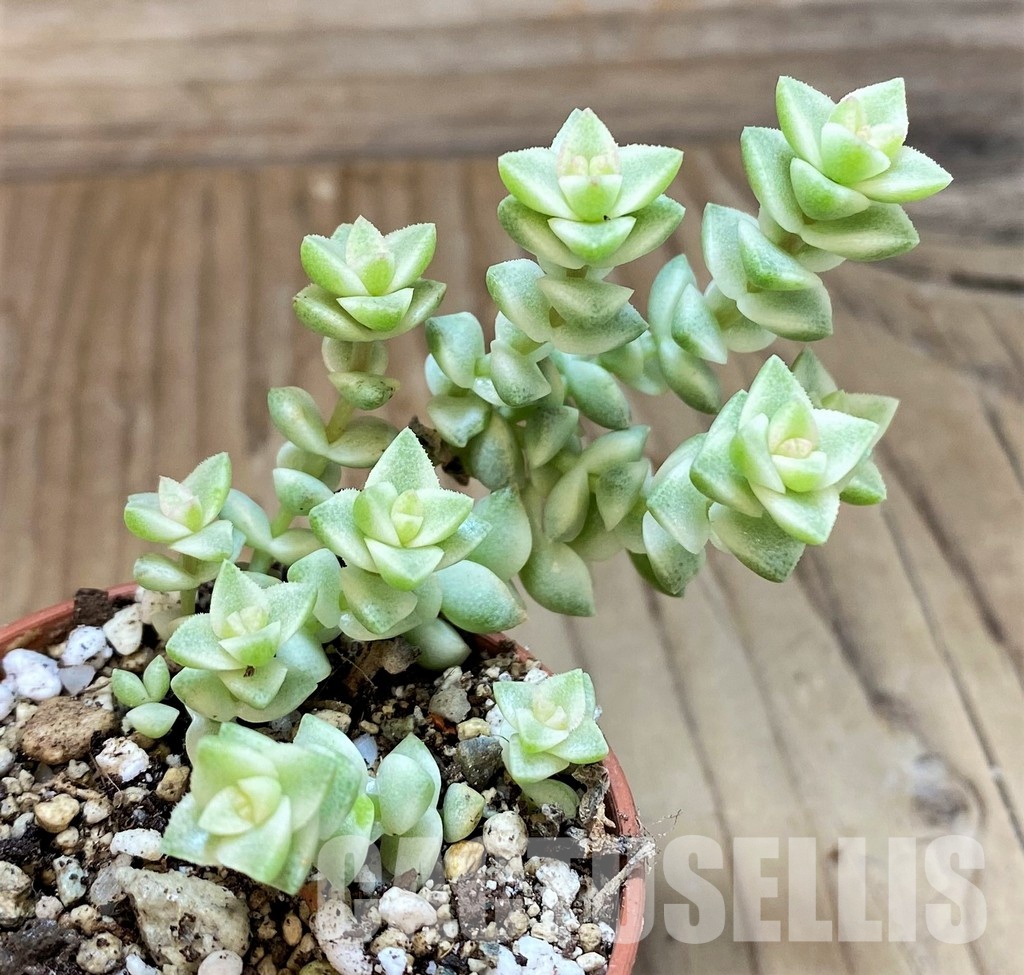 SH30486 Crassula marnieriana ‘Tom Thumb’ f. variegata - Image 2