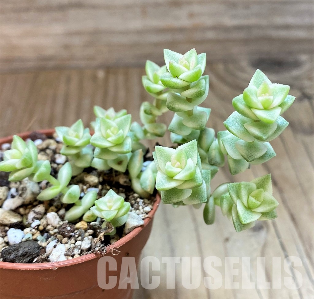 SH30486 Crassula marnieriana ‘Tom Thumb’ f. variegata