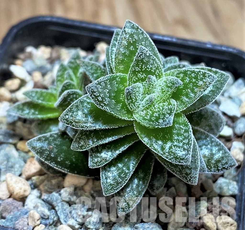SH30488 Crassula 'Frosty'