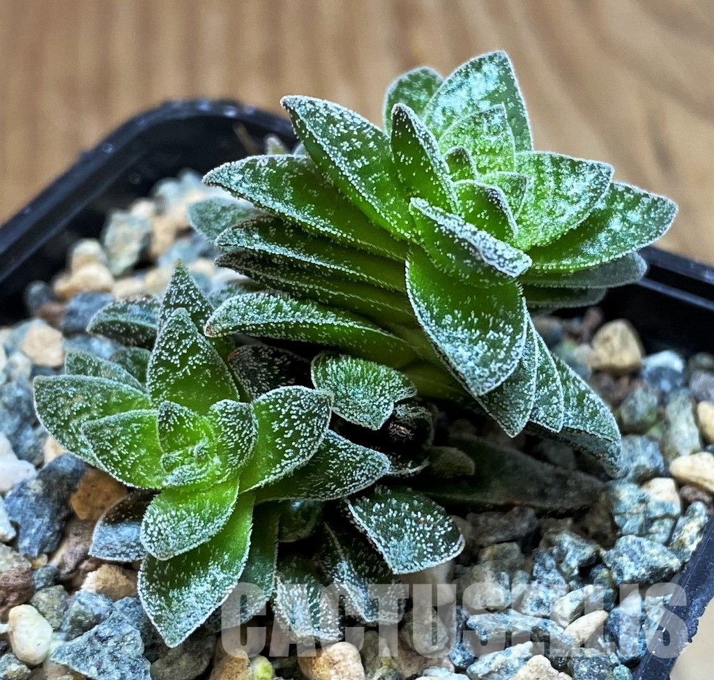 SH30488 Crassula 'Frosty' - Image 2