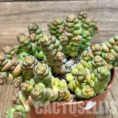 SH30489 Crassula marchandii