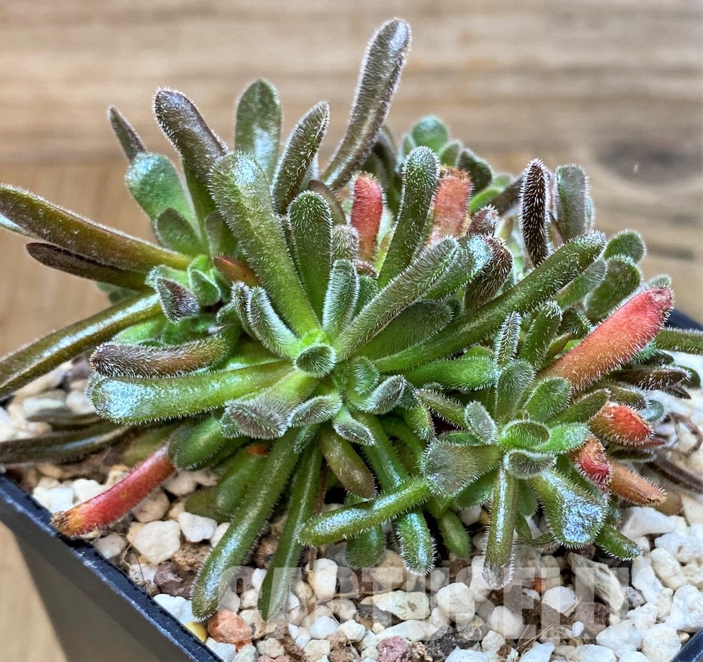 SH30490 Crassula pubescens - Image 2