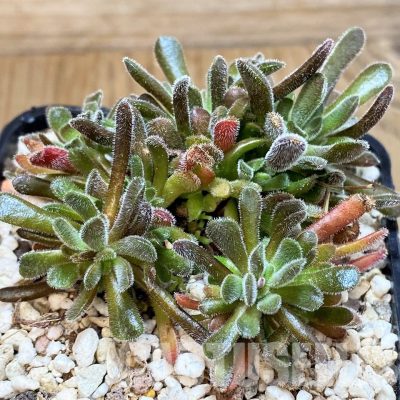 SH30490 Crassula pubescens