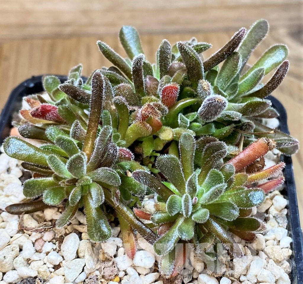 SH30490 Crassula pubescens