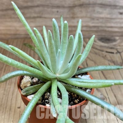 SH30494 Senecio scaposus