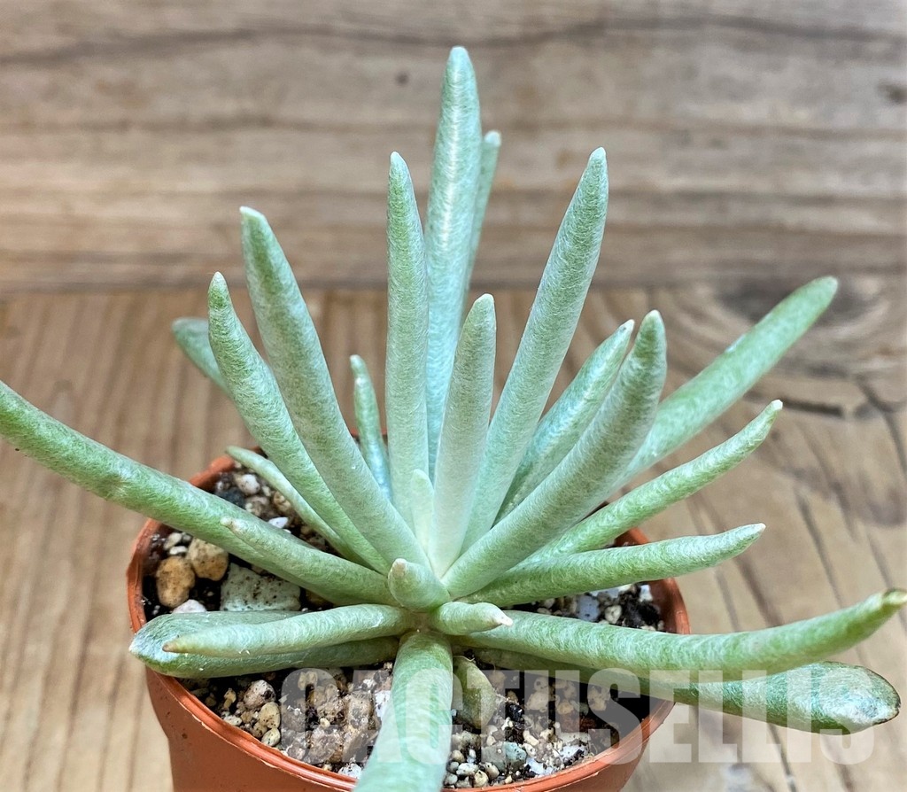 SH30495 Senecio scaposus