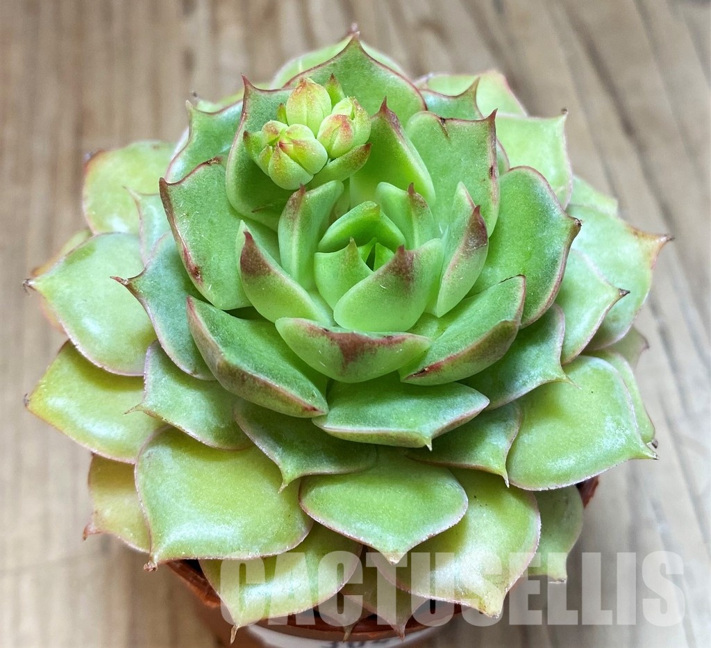 SH30497 Echeveria hybrid