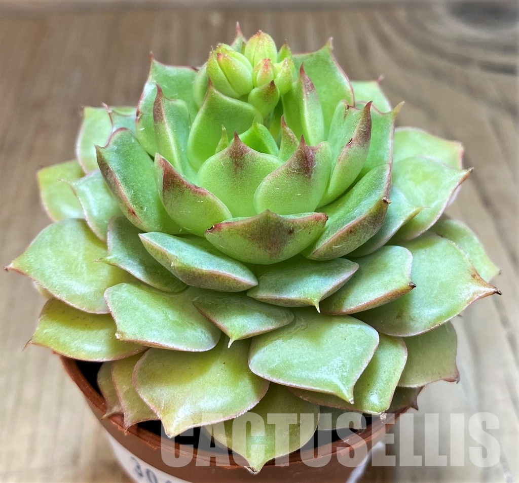 SH30497 Echeveria hybrid - Image 2