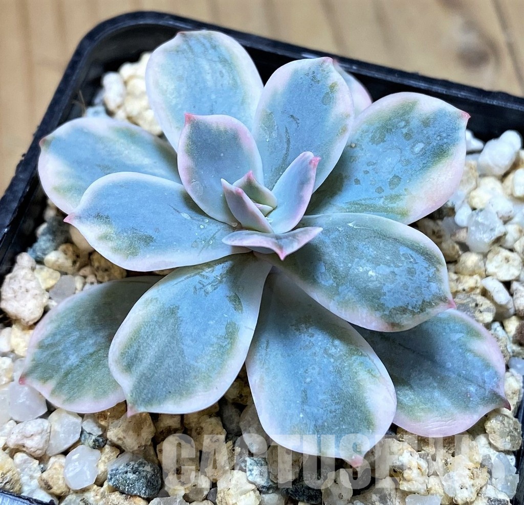SH30498 Echeveria hybrid f. variegata - Image 2