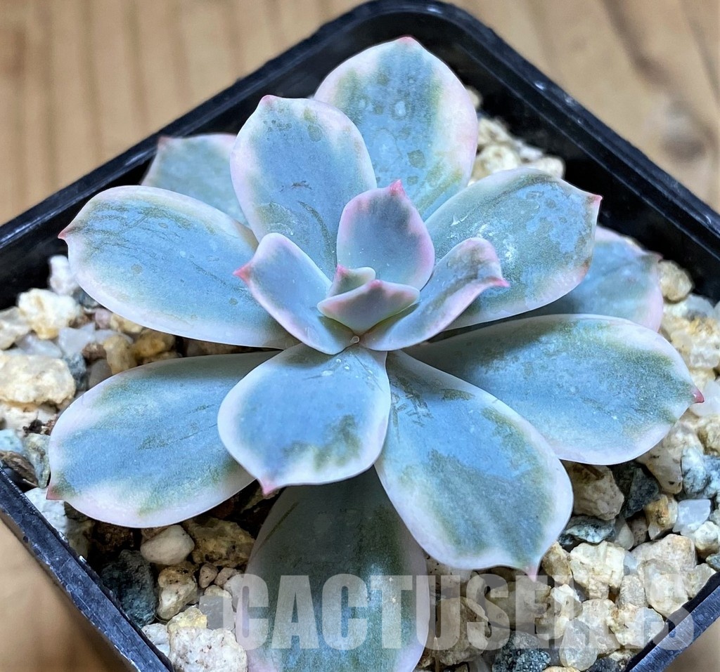 SH30498 Echeveria hybrid f. variegata