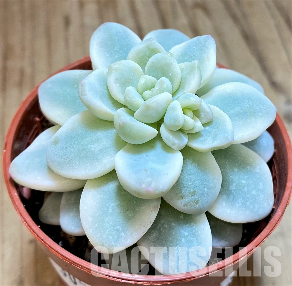 SH30500 Sedum clavatum f. variegata