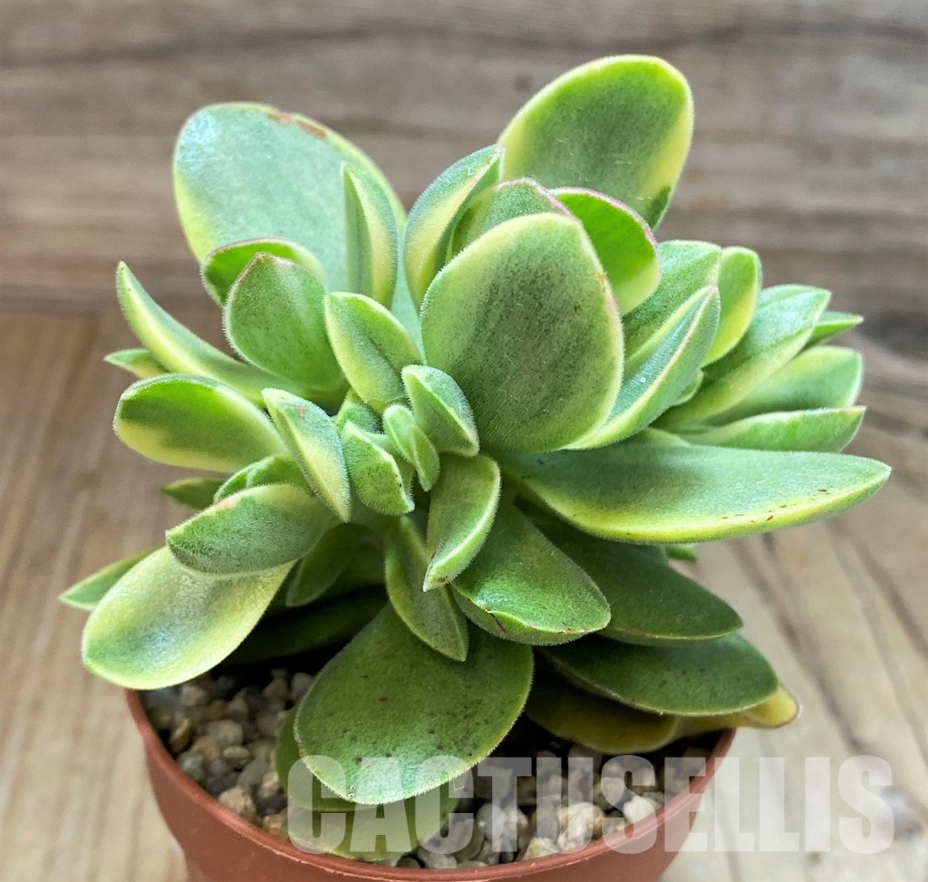 SH30477 Crassula ‘Rusby’ f. variegata