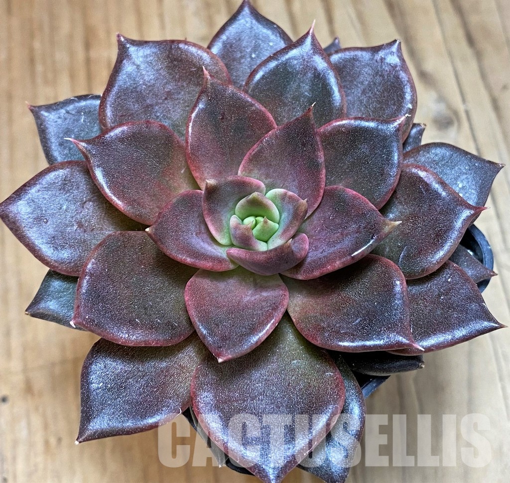 SH30504 Echeveria 'Black Prince' - Image 2