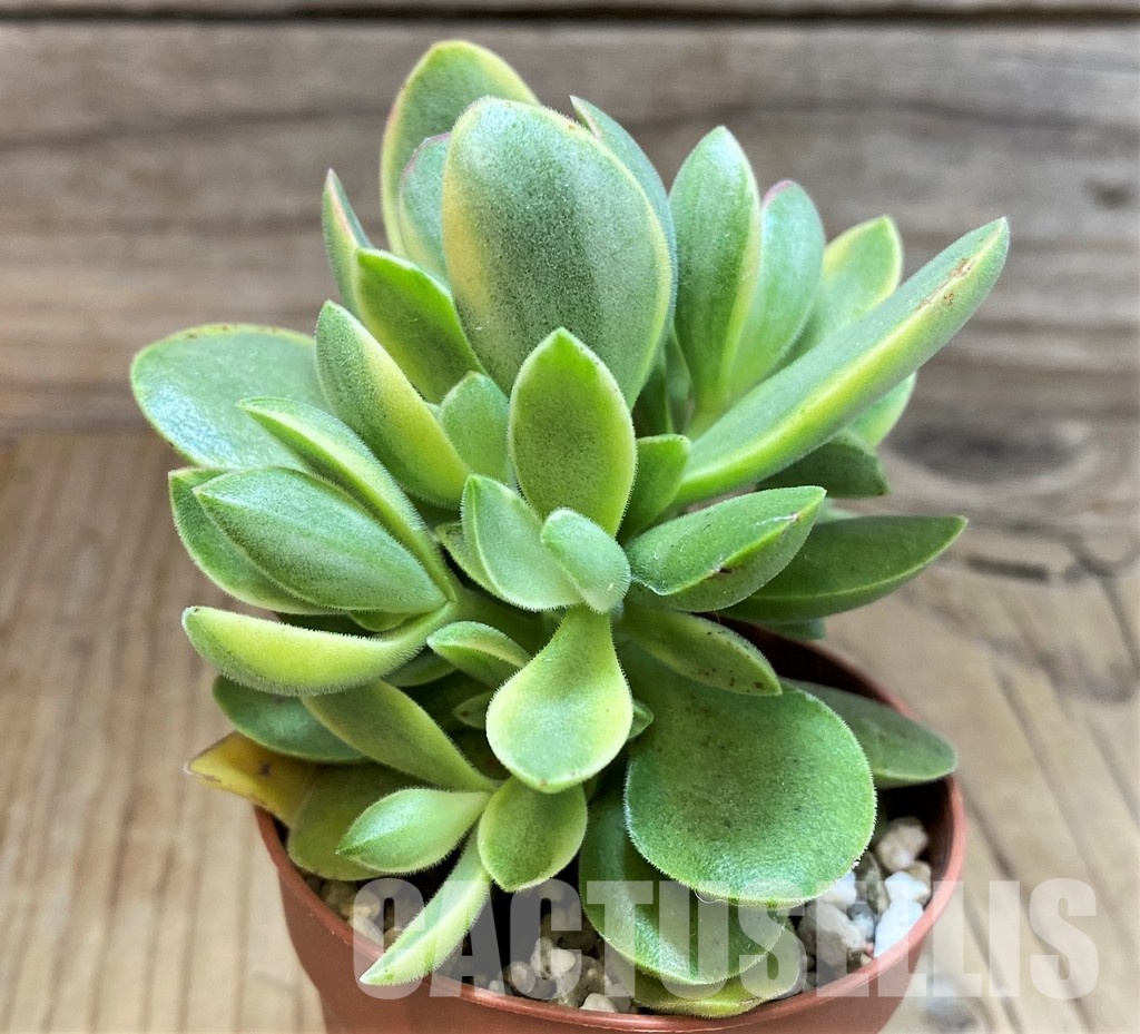 SH30477 Crassula ‘Rusby’ f. variegata - Image 2