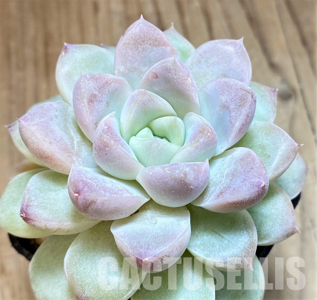 SH30505 Echeveria 'Pearls'