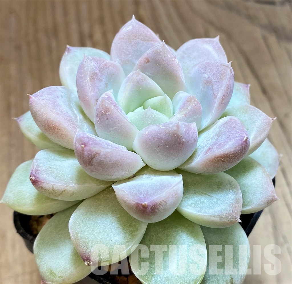 SH30505 Echeveria 'Pearls' - Image 2