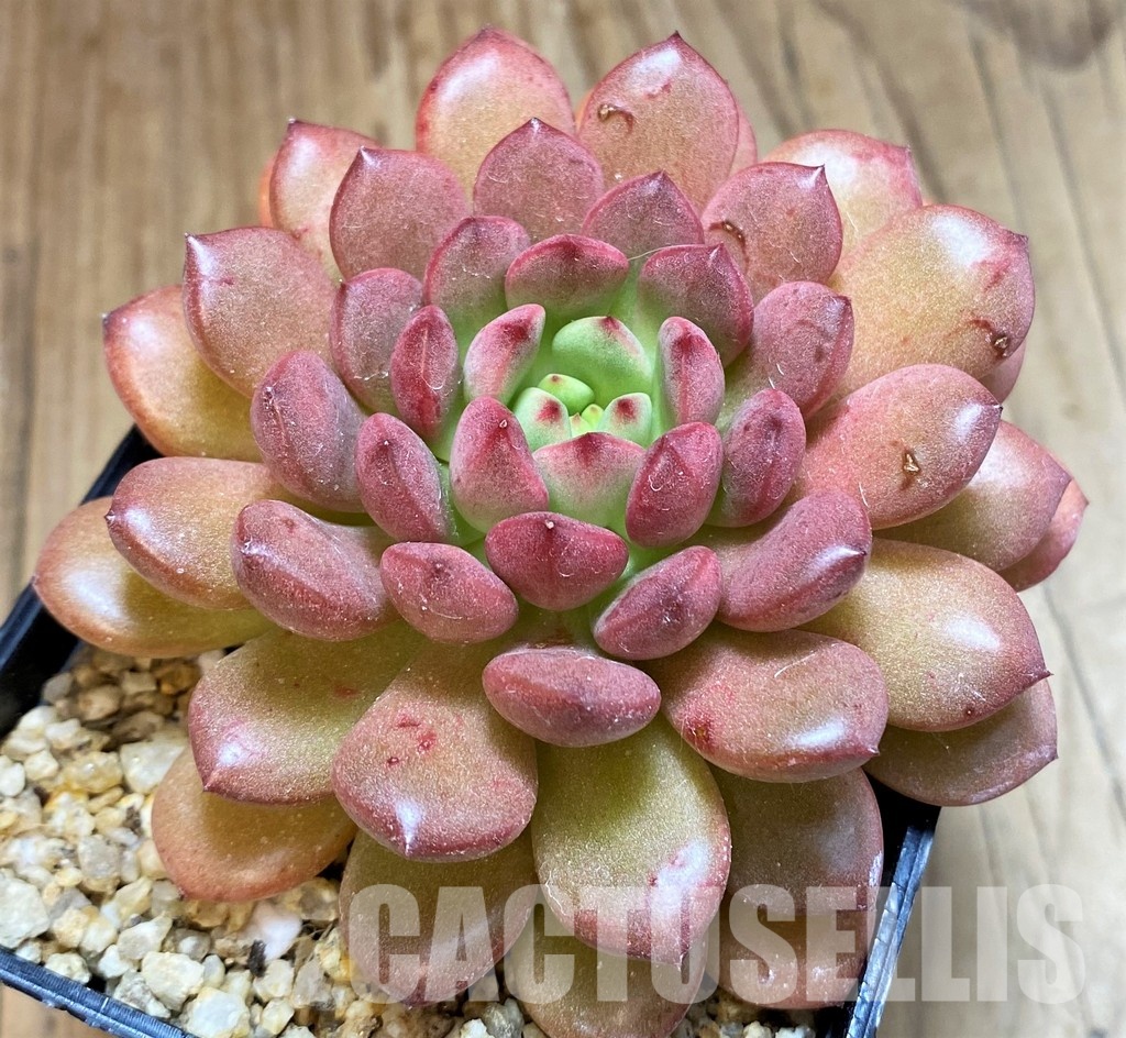 SH30507 Sedeveria ‘Pink Ruby’